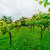 Casă individuală cu două ieșiri – Codru, str. Europa thumb 9
